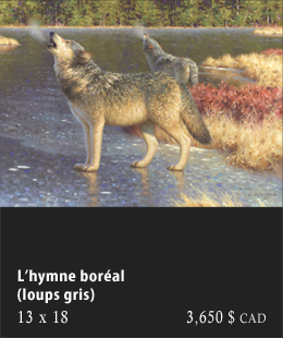 L'hymne boréale (loups gris)