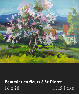 Pommier en fleurs  St-Pierre